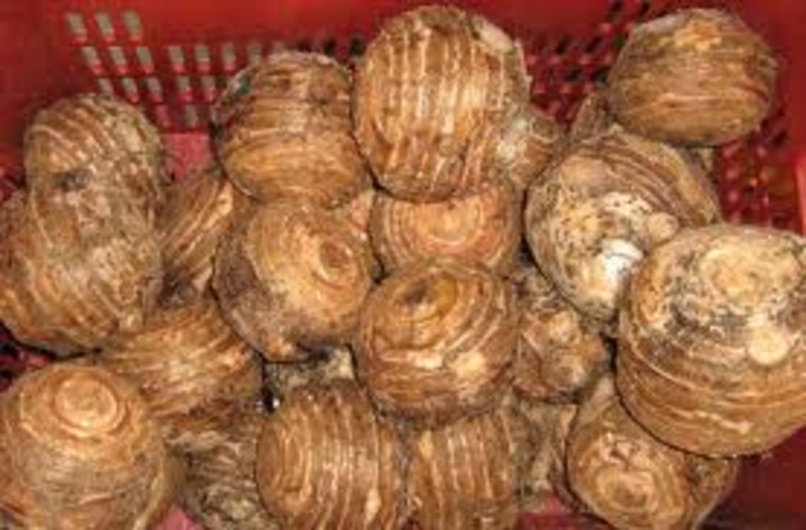 Malanga
