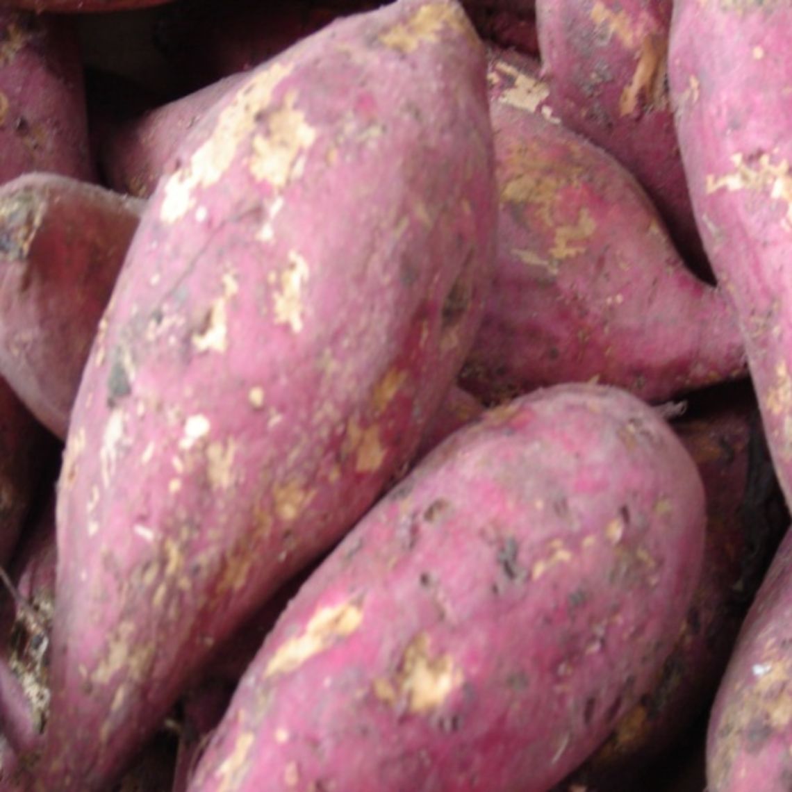 Camote