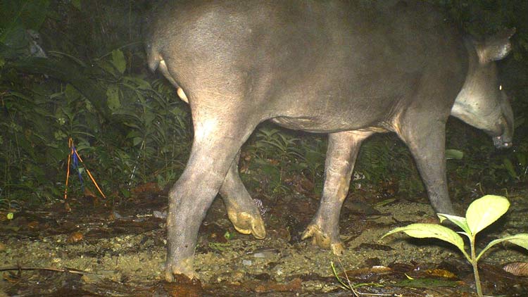 Tapir