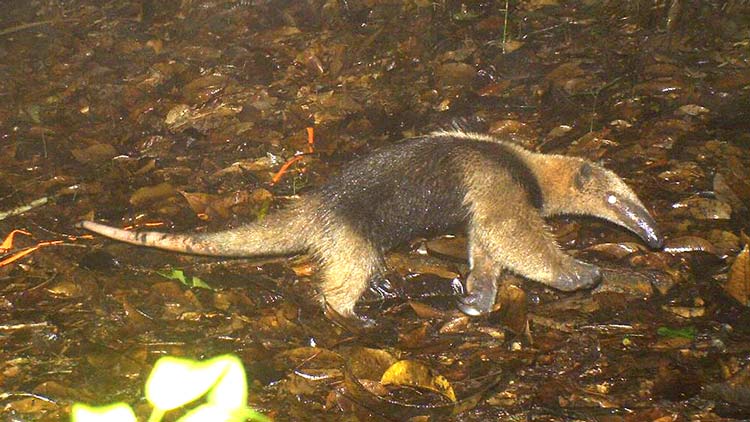 Tamandua