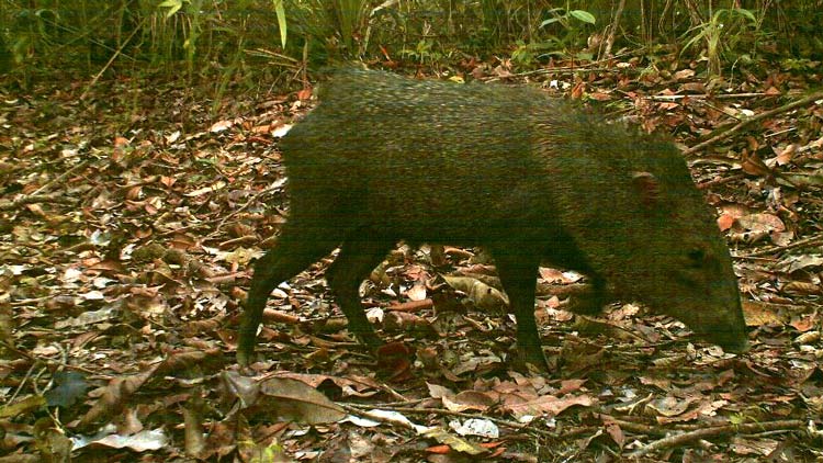 Collared peccary